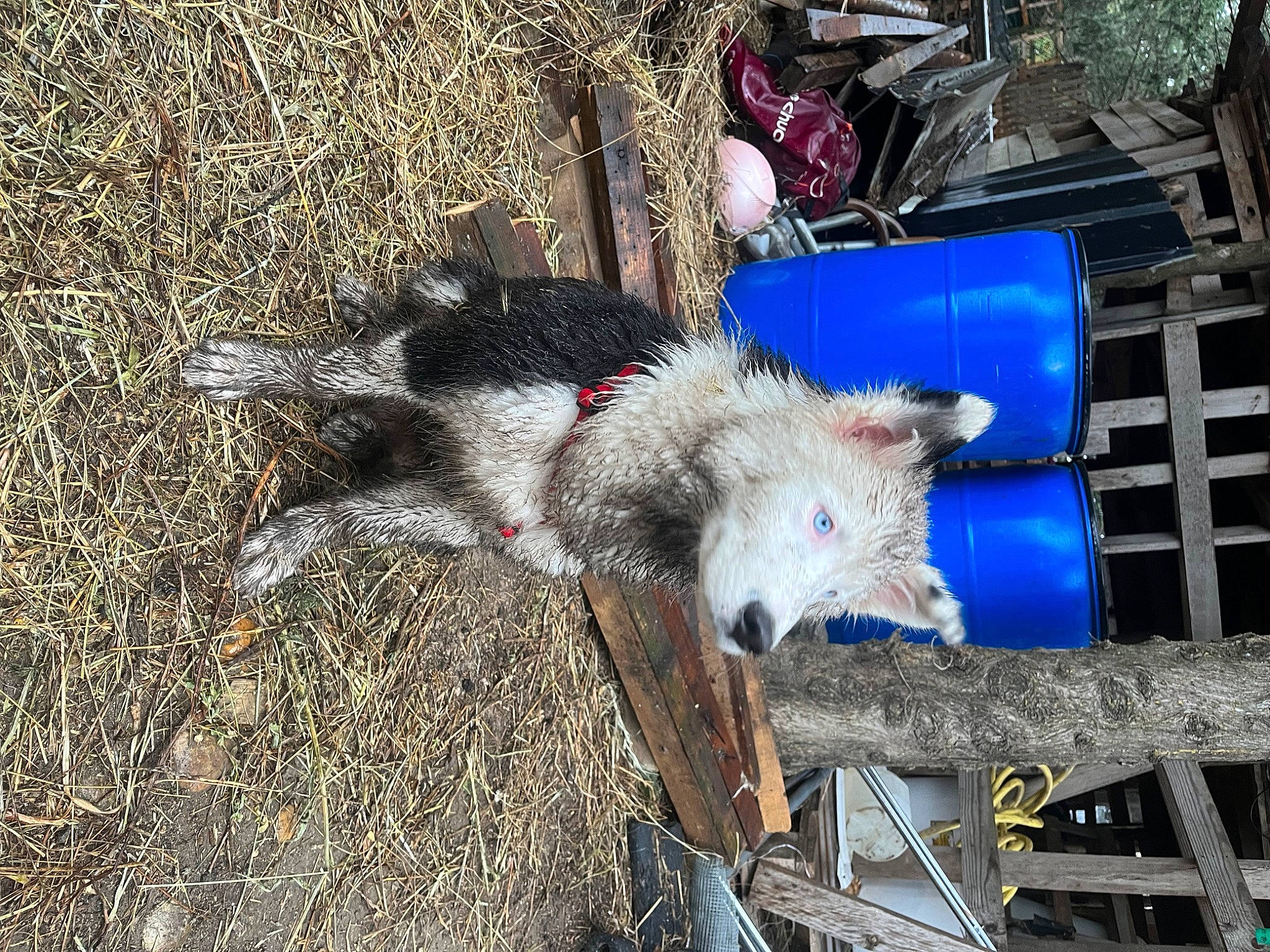 Curse participe au concours pour gagner de l'argent avec cette photo : automotive_wheel_system, canidae, cow_goat_family, dog_breed, electric_blue, fur, livestock, marsupial, sheep, snout, soil, sporting_group, suidae, terrestrial_animal, wheel, wood, working_animal