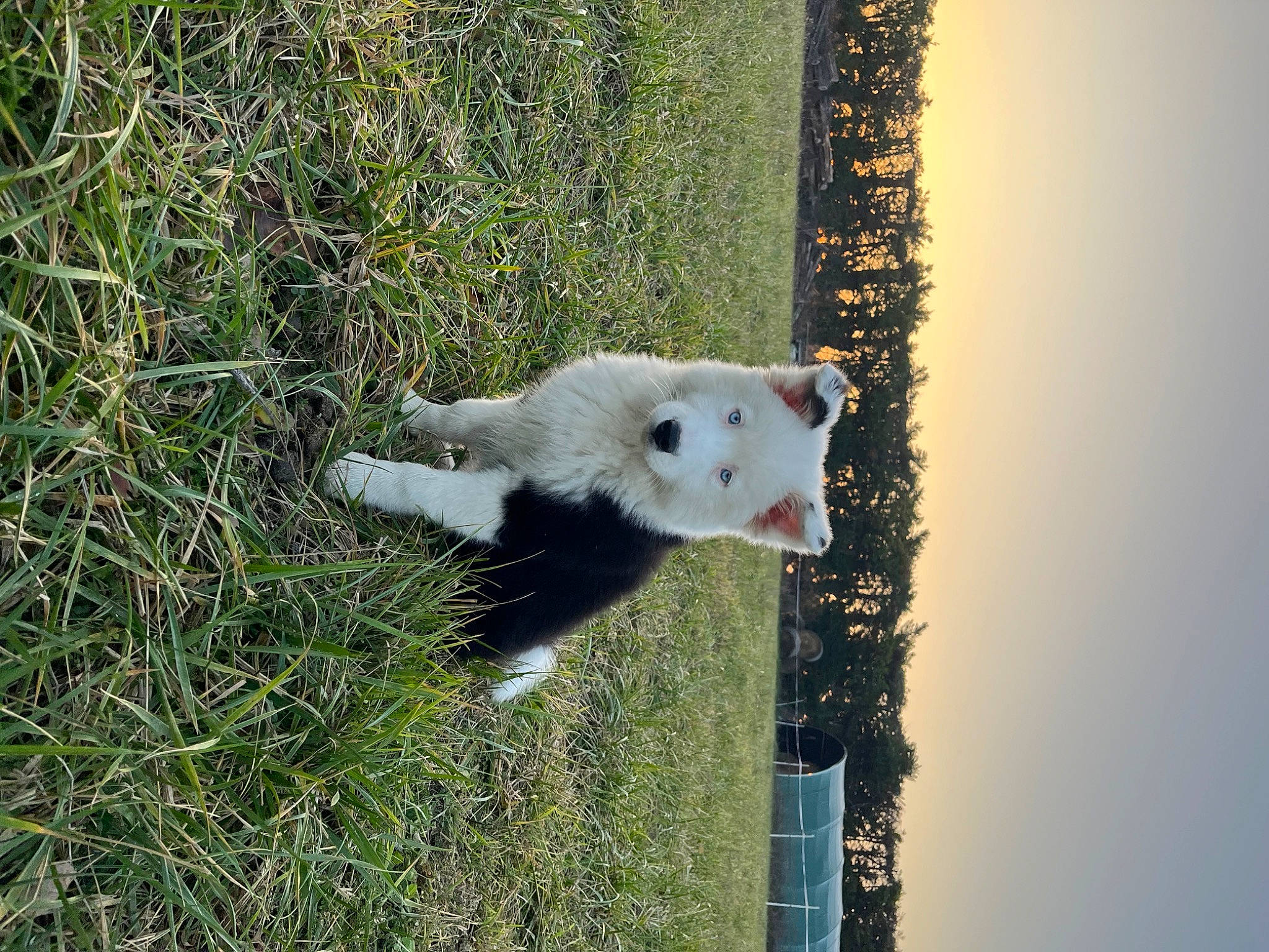 Curse participe au concours pour gagner de l'argent avec cette photo : carnivore, fawn, felidae, fur, grass, grassland, marsupial, mustelidae, plant, sky, stoat, tail, terrestrial_animal, tree, trunk, water, whiskers, wildlife, wood