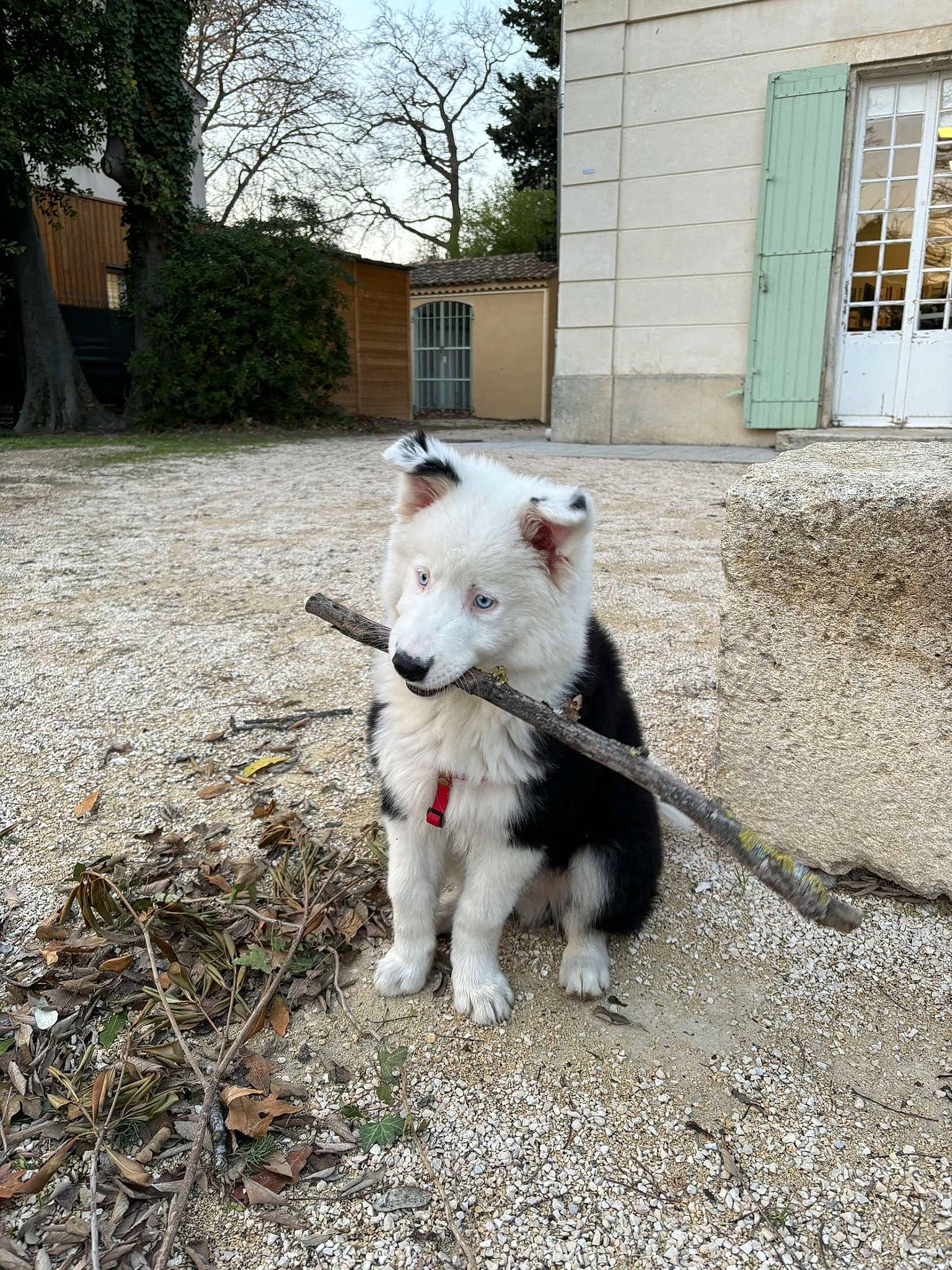 Curse participe au concours pour gagner de l'argent avec cette photo : building, carnivore, collar, companion_dog, dog, dog_breed, dog_collar, door, felidae, goats, grass, house, plant, small_to_medium_sized_cats, snout, tail, tree, whiskers, window, working_animal