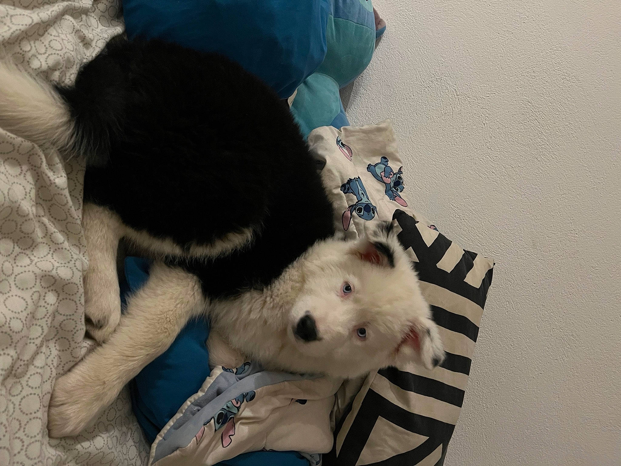 Curse participe au concours pour gagner de l'argent avec cette photo : canidae, carnivore, comfort, companion_dog, dog, dog_breed, fur, linens, non_sporting_group, pattern, paw, snout, sporting_group, stuffed_toy, tail, terrestrial_animal, toy, working_animal