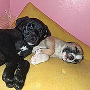 My Lady Brutabear joined the competition — help win amazing prizes! puppies, dog, puppy, sleeping, cuddling, yellow_foam, pink_wall, indoor, pet, paws, muzzle, black_puppy, tan_puppy, close_up, resting, cute, snout, eyes, nostrils, cozy