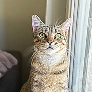 Yuki a rejoint le concours — aidez-le/la à gagner de superbes lots ! cat, tabby, green_eyes, window, indoor, pet, animal, fur, whiskers, curious, sitting, close_up, domestic_cat, looking_up, natural_light, striped, feline, young_cat, portrait, soft_light