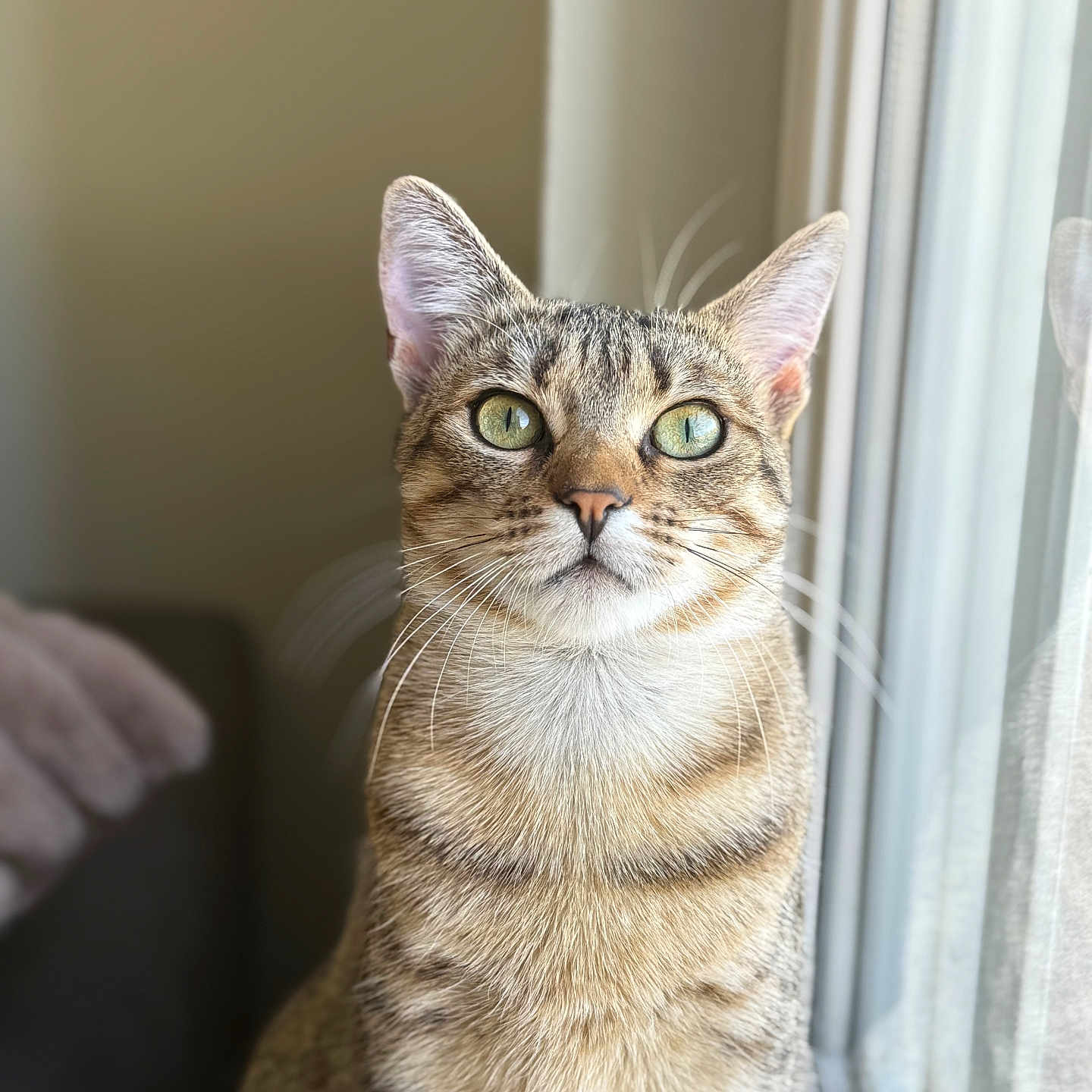 Yuki a rejoint le concours — aidez-le/la à gagner de superbes lots ! animal, cat, close_up, curious, domestic_cat, feline, fur, green_eyes, indoor, looking_up, natural_light, pet, portrait, sitting, soft_light, striped, tabby, whiskers, window, young_cat