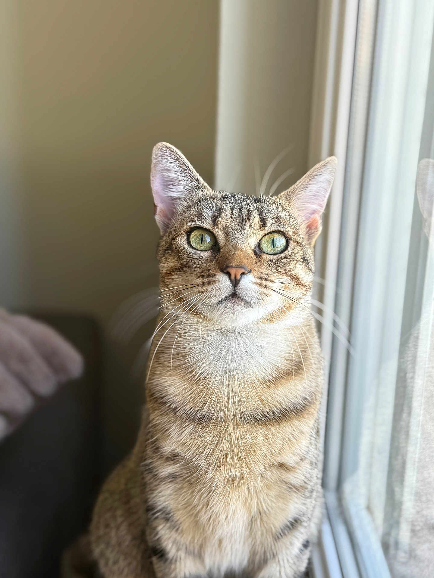 Yuki a rejoint le concours — aidez-le/la à gagner de superbes lots ! cat, tabby, green_eyes, window, indoor, pet, animal, fur, whiskers, curious, sitting, close_up, domestic_cat, looking_up, natural_light, striped, feline, young_cat, portrait, soft_light