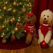 Jazmine is registered to the contest to win money with this photo: dog, poodle, christmas_tree, ornaments, red_sweater, holiday, festive, indoor, decorations, paw, red_bow, wooden_floor, lights, christmas_lights, cute, pet, holiday_season, christmas_ball, fur, red_curtain