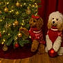 dog, poodle, christmas_tree, ornaments, red_sweater, holiday, festive, indoor, decorations, paw, red_bow, wooden_floor, lights, christmas_lights, cute, pet, holiday_season, christmas_ball, fur, red_curtain