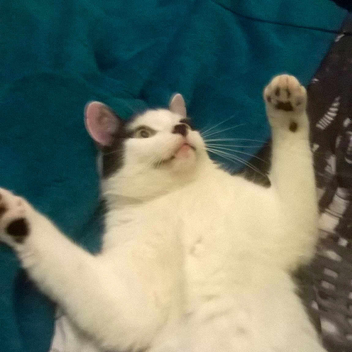 Gizmo