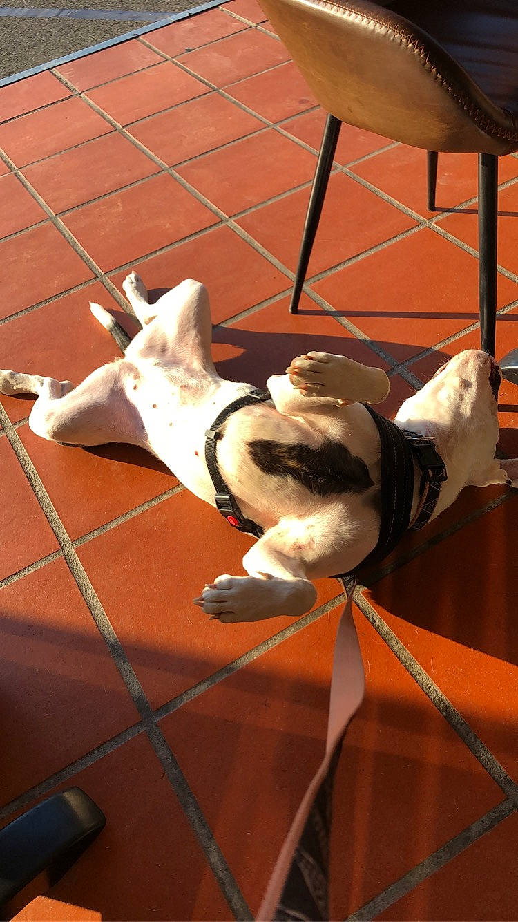 Nouna participe au concours pour gagner de l'argent avec cette photo : american_bulldog, boston_terrier, bulldog, canidae, carnivore, companion_dog, dog, dog_breed, fawn, french_bulldog, non_sporting_group, old_english_bulldog, olde_english_bulldogge, sporting_group