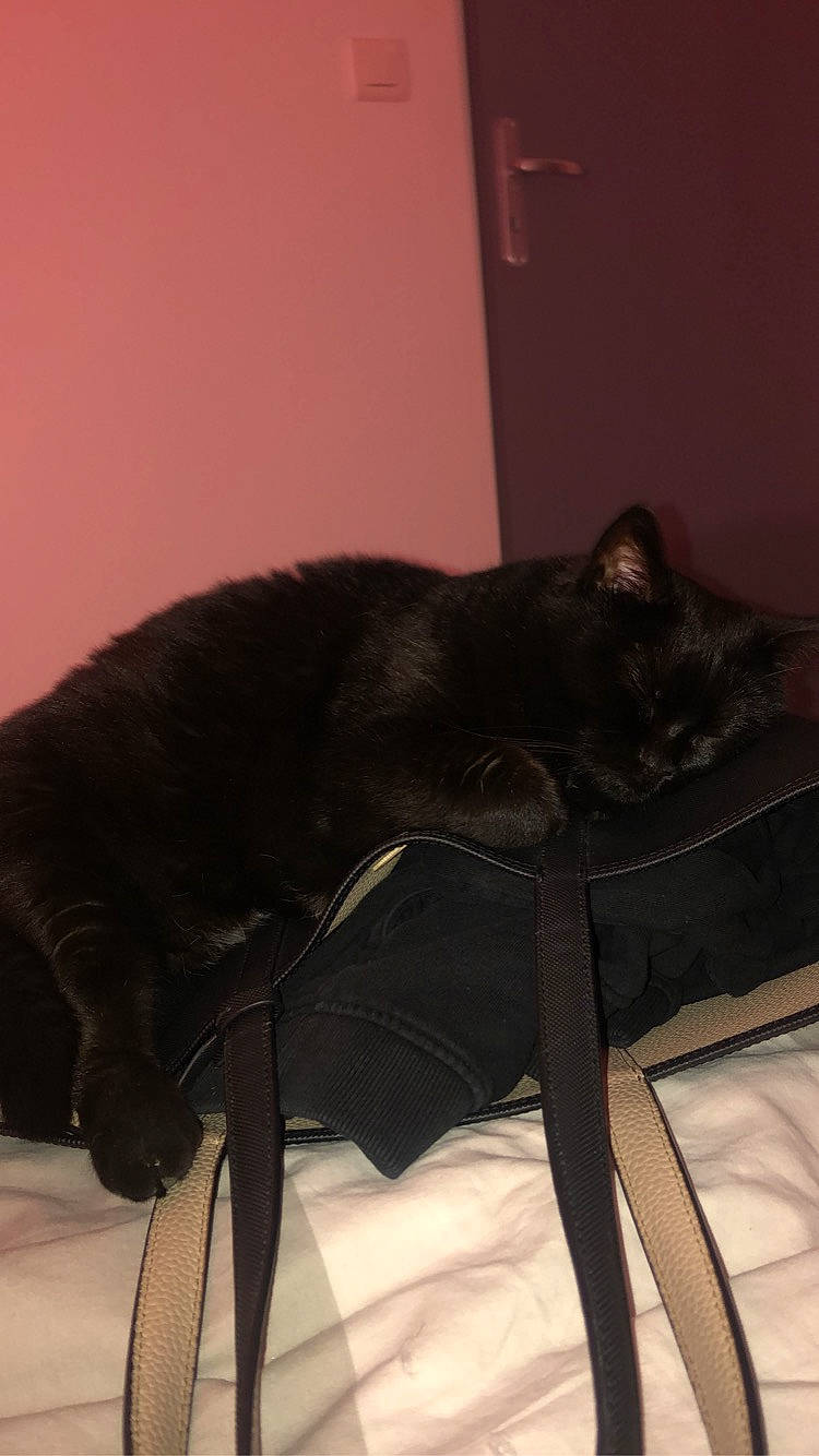 Cerise a rejoint le concours — aidez-le/la à gagner de superbes lots ! black, black_cat, bombay, carnivore, cat, chair, comfort, ear, felidae, fur, furniture, sitting, small_to_medium_sized_cats, tail, whiskers