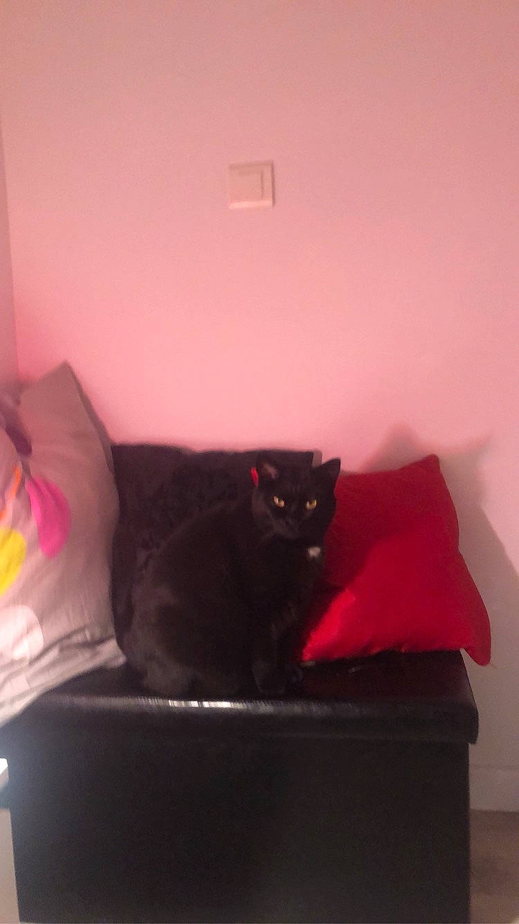 Cerise participe au concours pour gagner de l'argent avec cette photo : bed, bed_sheet, bedroom, cat, comfort, couch, furniture, house, magenta, pink, red, room