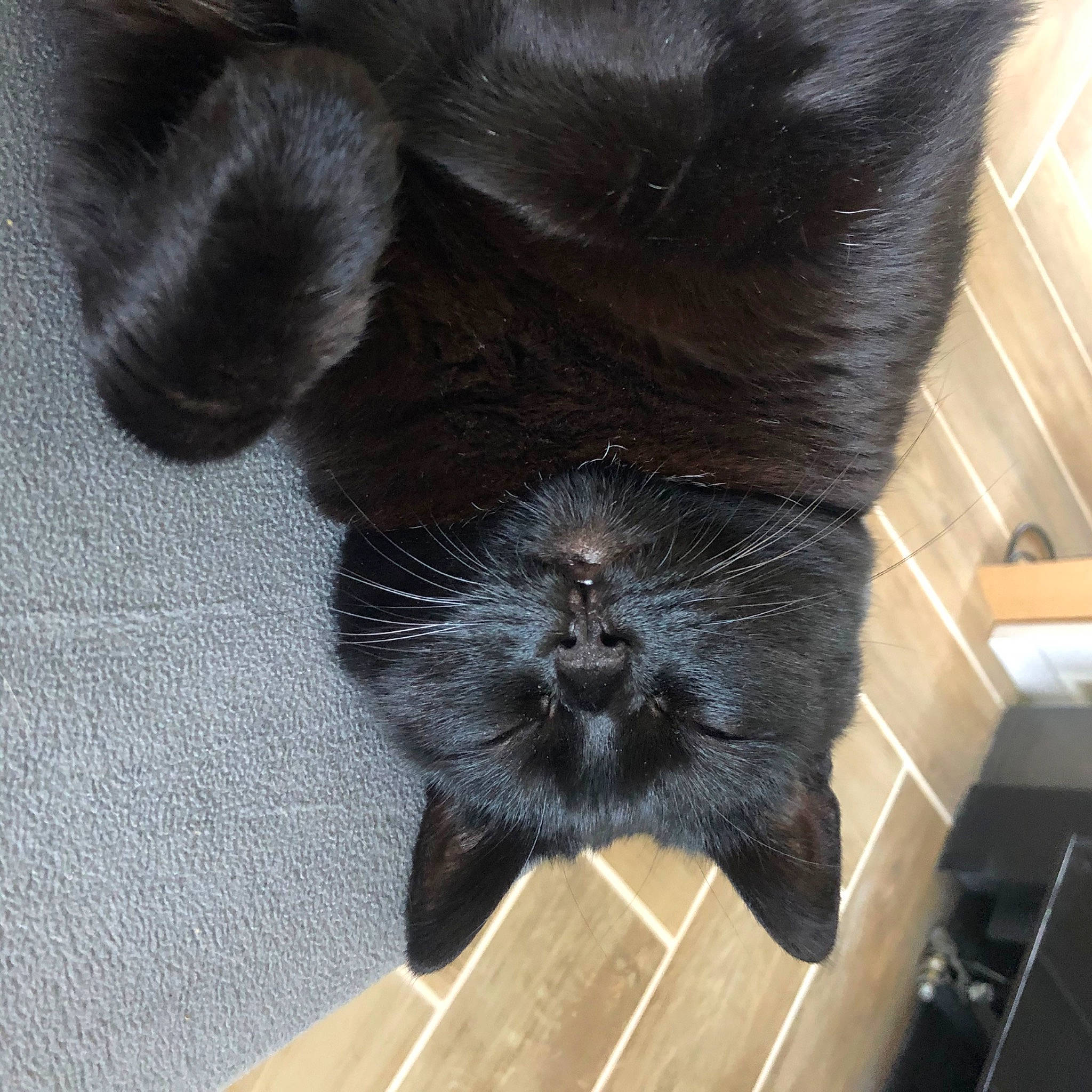 Cerise a rejoint le concours — aidez-le/la à gagner de superbes lots ! black, black_cat, carnivore, cat, claw, ear, felidae, fur, small_to_medium_sized_cats, snout, tail, whiskers