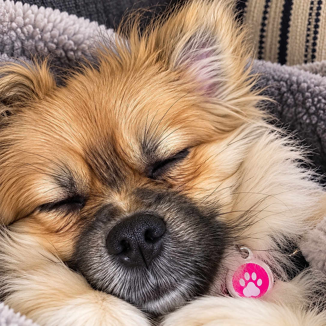 Holly is registered to the contest to win money with this photo: adorable, black_nose, blanket, close_up, closed_eyes, couch, cozy, cute, dog, fluffy, furry, indoors, paws, pet, pink_tag, portrait, puppy, resting, sleeping, tan_coat