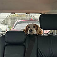 Patch joined the competition — help win amazing prizes! dog, car, backseat, seatbelt, window, pet, animal, leather_seat, headrest, vehicle, looking, cute, peeking, domestic_animal, transportation, fur, ears, snout, parked_car, rear_window