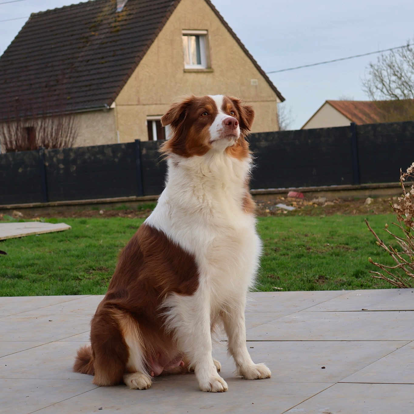 Tia