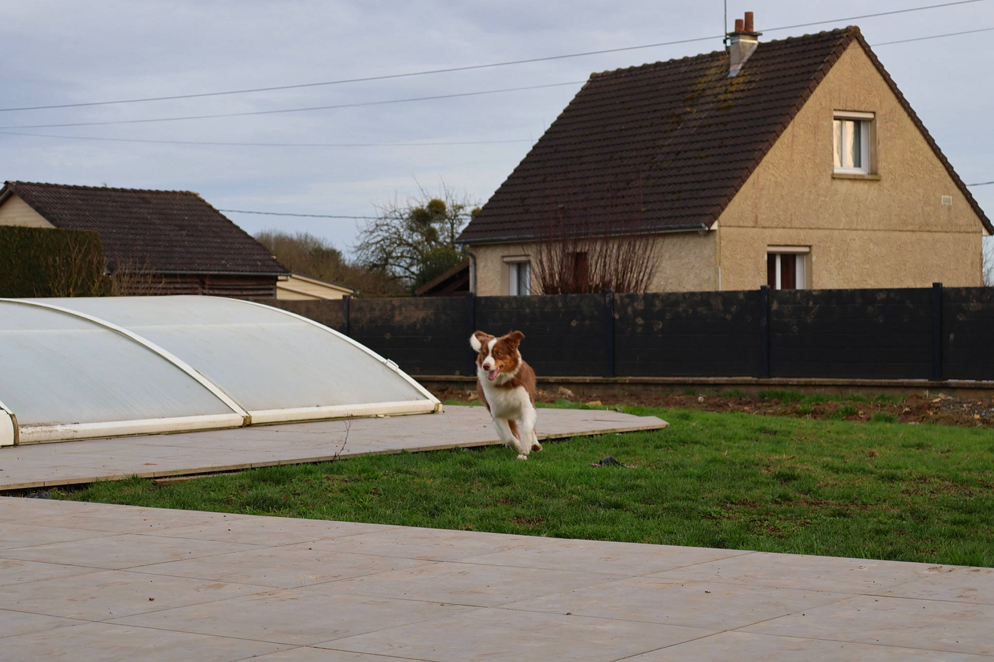 Tia a rejoint le concours — aidez-le/la à gagner de superbes lots ! building, cloud, cottage, dog, facade, fawn, grass, house, land_lot, landscape, plant, real_estate, residential_area, road, roof, shade, siding, sky, tree, window