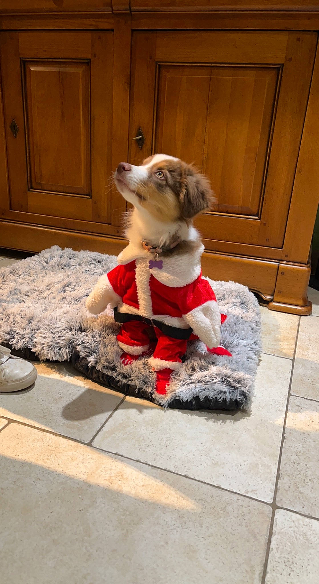 Tia participe au concours pour gagner de l'argent avec cette photo : cabinetry, carnivore, collar, companion_dog, dog, dog_breed, dog_clothes, dog_collar, dog_supply, door, fawn, flooring, fur, snout, sporting_group, stuffed_toy, terrier, toy, toy_dog, wood