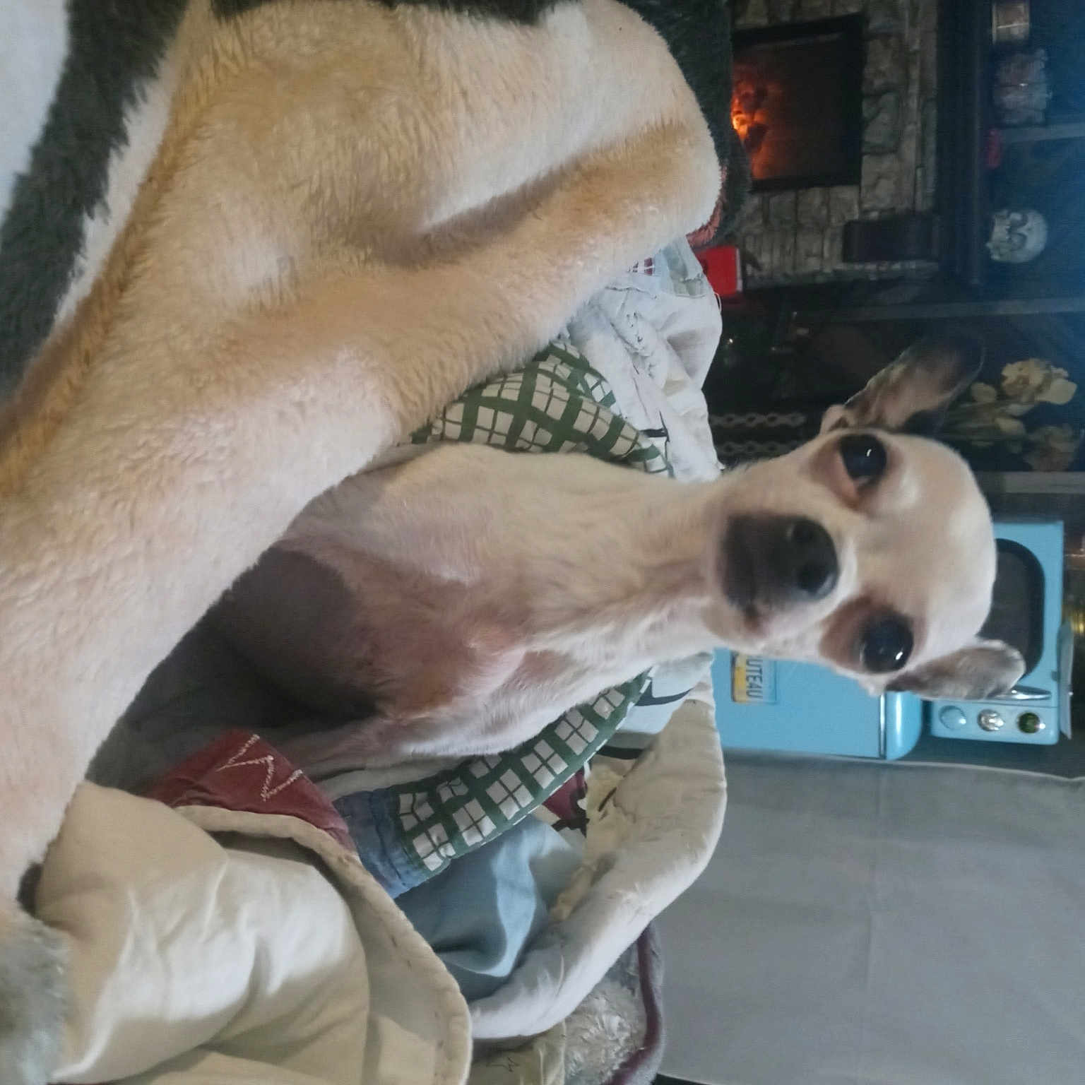 Bitsy is registered to the contest to win money with this photo: bone, carnivore, chest, collar, companion_dog, display_device, dog, dog_breed, elbow, eyewear, fawn, fur, goggles, jaw, skull, snout, sunglasses, television, trunk, vision_care