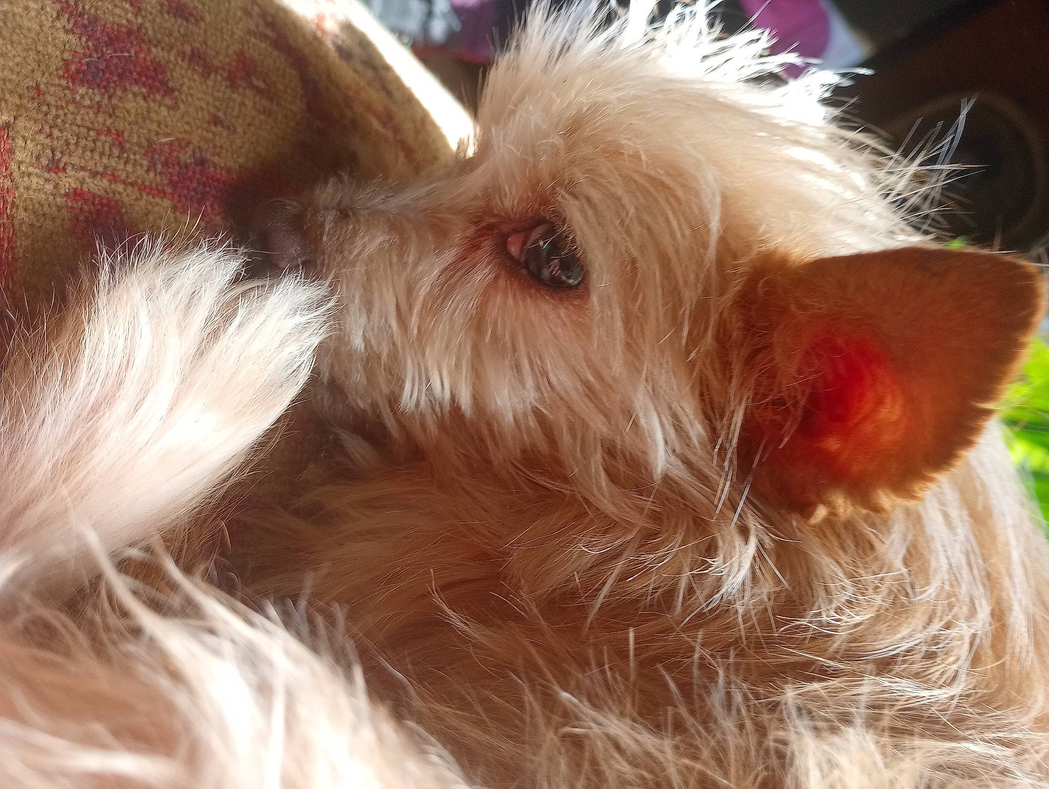 Willy is registered to the contest to win money with this photo: biewer_terrier, canidae, carnivore, close_up, companion_dog, dog, dog_breed, ear, fawn, fur, liver, small_terrier, snout, sporting_group, terrier, toy_dog, whiskers, working_animal