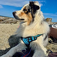 Tibouille participe au concours pour gagner de l'argent avec cette photo : animal, beach, black_white_fur, blanket, blue_eyes, brown_markings, clouds, dog, fluffy, harness, leash, long_hair, outdoors, pebbles, portrait, puppy, seaside, sitting, sky, sunlight