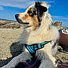 animal, beach, black_white_fur, blanket, blue_eyes, brown_markings, clouds, dog, fluffy, harness, leash, long_hair, outdoors, pebbles, portrait, puppy, seaside, sitting, sky, sunlight