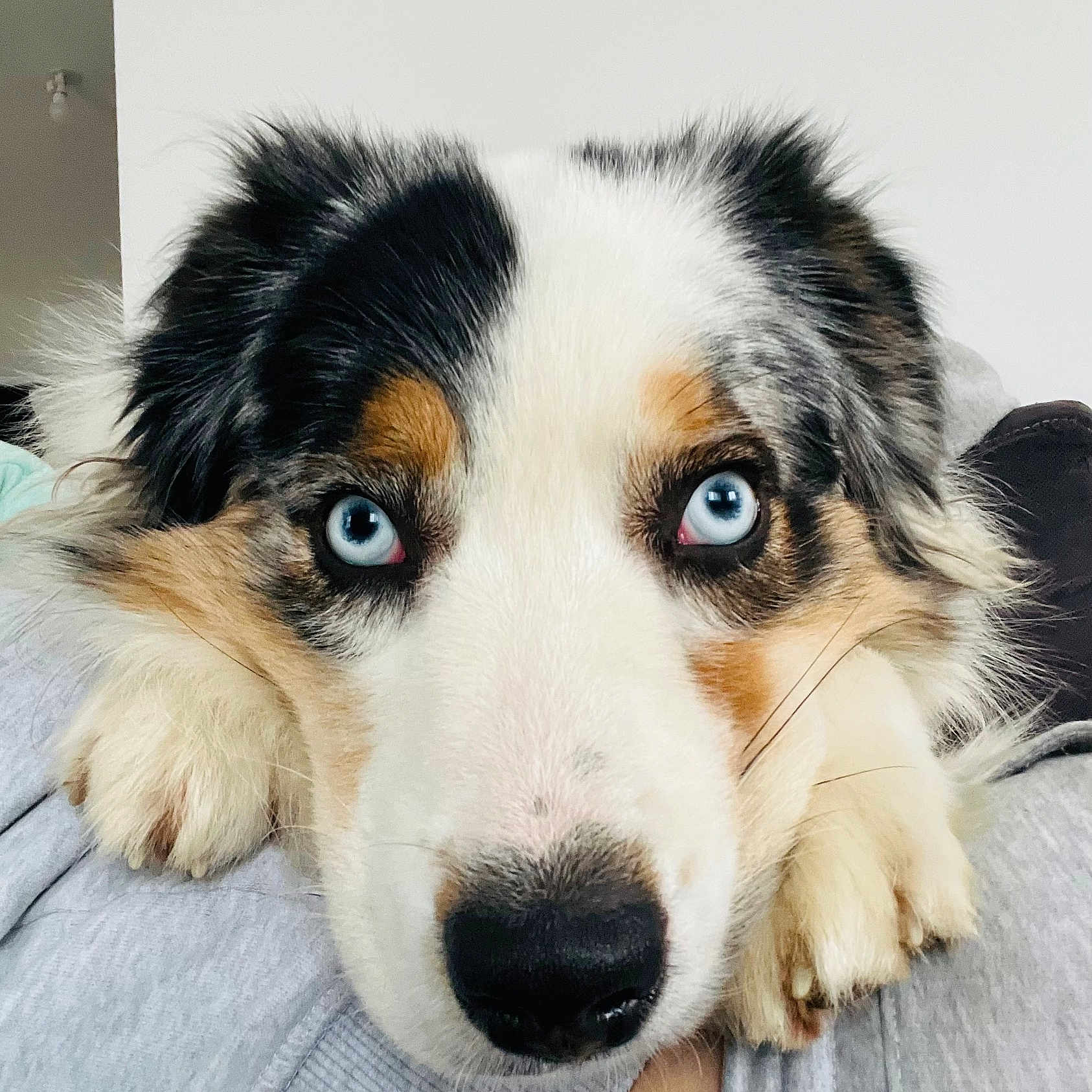 Tibouille participe au concours pour gagner de l'argent avec cette photo : animal, blue_eyes, canine, close_up, cute, dog, domestic_animal, expression, face, fluffy, fur, human_arm, indoor, multicolored, nose, paw, person, pet, portrait, resting