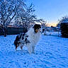 Tibouille participe au concours pour gagner de l'argent avec cette photo : animal, backyard, black_fur, blue_sky, brown_fur, dog, fence, fluffy, frost, outdoor, pet, portrait, snow, snowy_landscape, spotted_coat, standing, sunset, trees, white_fur, winter