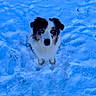 Tibouille a rejoint le concours — aidez-le/la à gagner de superbes lots ! alert, animal, black_and_white, blue_eyes, blue_tone, border_collie, centered, cold, dog, fluffy, fur, nature, outdoors, pet, photography, portrait, sitting, snow, snowfield, winter