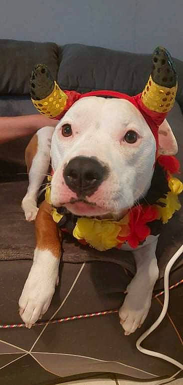 Darko a rejoint le concours — aidez-le/la à gagner de superbes lots ! ancient_dog_breeds, canidae, carnivore, collar, companion_dog, cordoba_fighting_dog, dog, dog_breed, dog_collar, dog_supply, fawn, guard_dog, non_sporting_group, paw, pit_bull, snout, sporting_group, whiskers, working_animal, working_dog