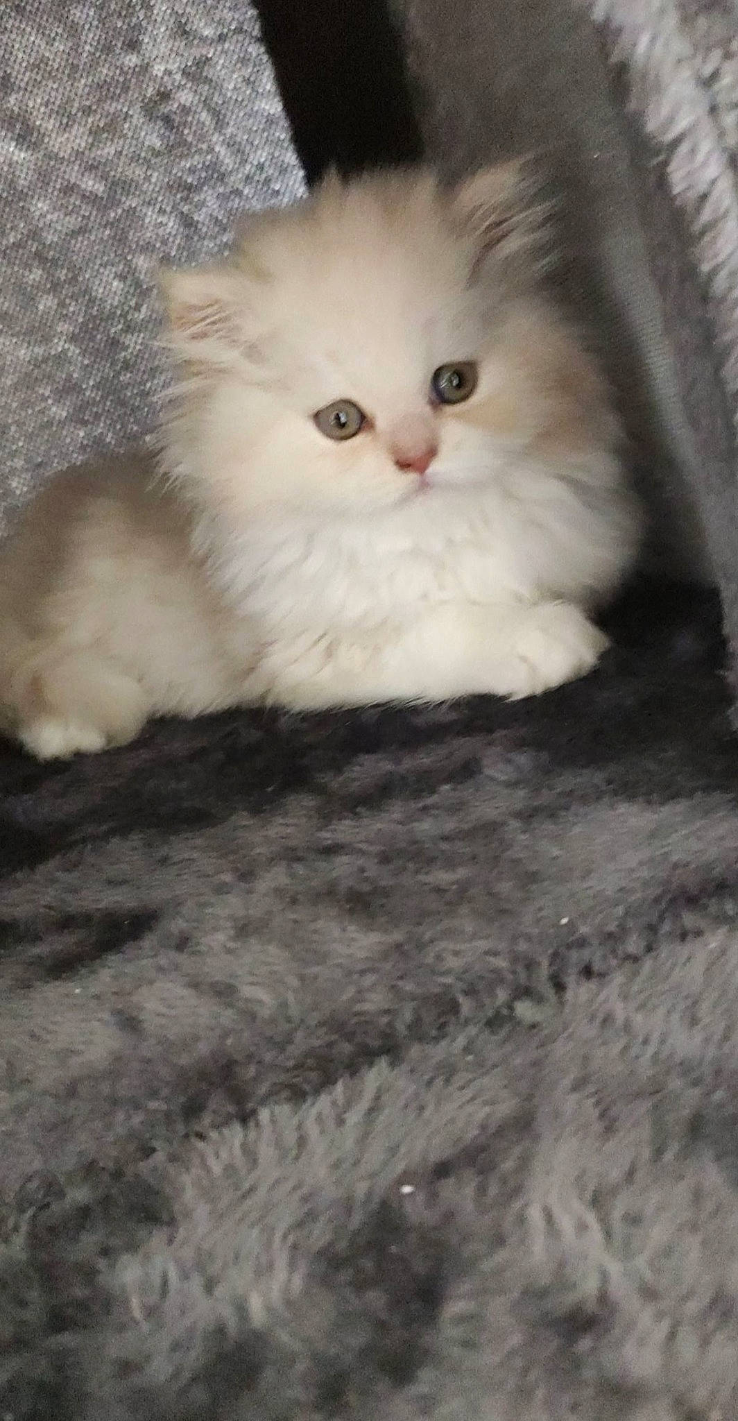 Diablo a rejoint le concours — aidez-le/la à gagner de superbes lots ! carnivore, cat, fawn, felidae, fur, paw, persian, small_to_medium_sized_cats, snout, terrestrial_animal, whiskers