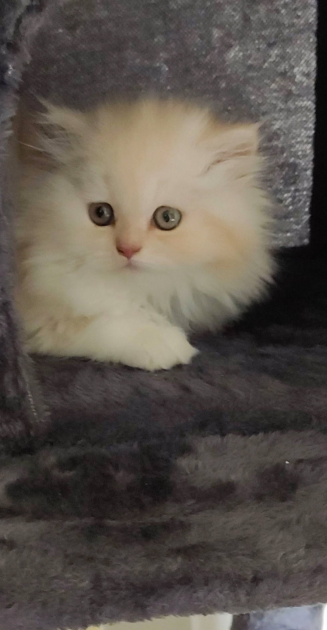 Diablo a rejoint le concours — aidez-le/la à gagner de superbes lots ! british_longhair, carnivore, cat, fawn, felidae, fur, paw, persian, plant, small_to_medium_sized_cats, snout, tail, terrestrial_animal, whiskers