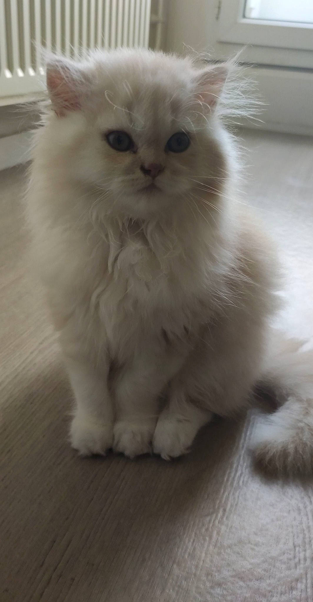 Diablo a rejoint le concours — aidez-le/la à gagner de superbes lots ! british_longhair, carnivore, cat, eye, fawn, felidae, flooring, fur, paw, persian, sitting, small_to_medium_sized_cats, snout, tail, terrestrial_animal, whiskers, window