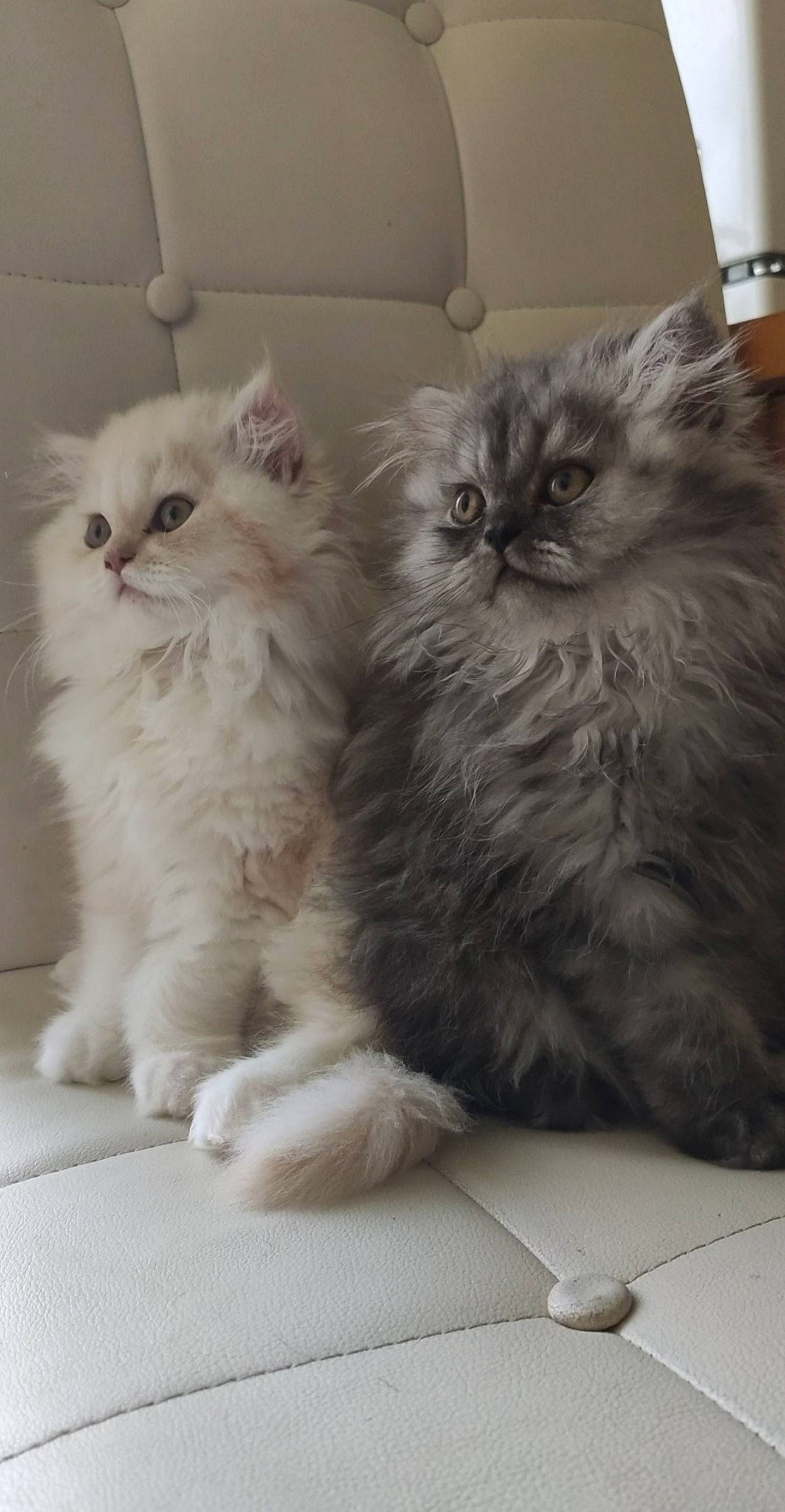 Diablo a rejoint le concours — aidez-le/la à gagner de superbes lots ! british_longhair, carnivore, cat, claw, comfort, fawn, felidae, fur, grey, paw, persian, small_to_medium_sized_cats, snout, tail, terrestrial_animal, whiskers