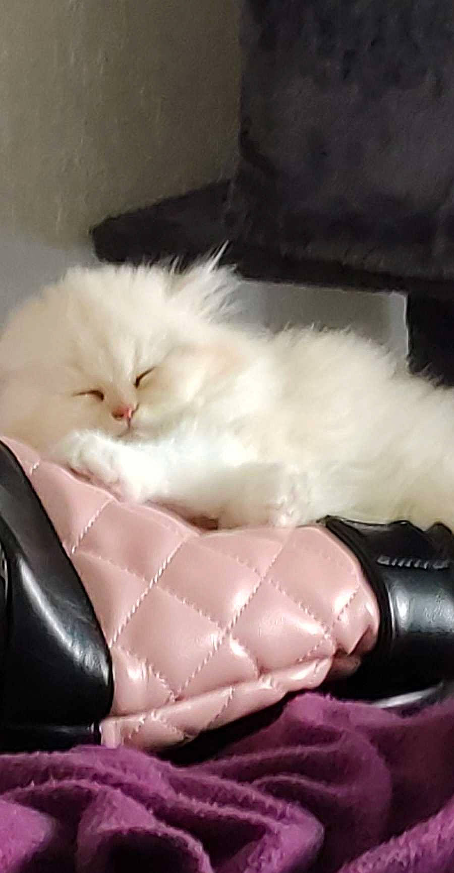 Diablo participe au concours pour gagner de l'argent avec cette photo : carmine, carnivore, comfort, dress, fashion_accessory, feather, felidae, foot, fur, human_leg, leather, paw, sitting, small_to_medium_sized_cats, tail, whiskers