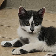 Gribouille participe au concours pour gagner de l'argent avec cette photo : kitten, cat, black_and_white, pet, animal, cute, floor, tile, indoor, young, whiskers, ears, fur, paw, resting, looking, domestic, feline, curious, adorable