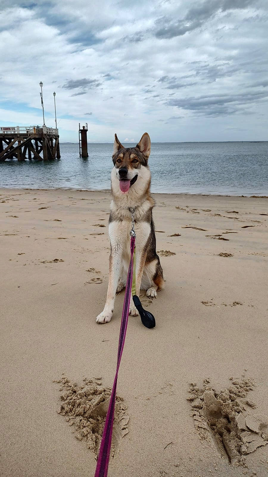 Lilith participe au concours pour gagner de l'argent avec cette photo : beach, canidae, carnivore, cloud, coast, collar, companion_dog, dog, dog_breed, fawn, lake, leash, leisure, outdoor_recreation, recreation, sand, shore, sky, sporting_group, water