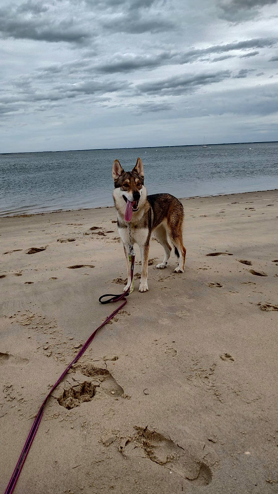 Lilith a rejoint le concours — aidez-le/la à gagner de superbes lots ! beach, canidae, carnivore, cloud, collar, companion_dog, dog, dog_breed, dog_collar, dog_supply, fawn, leash, pet_supply, recreation, sky, sporting_group, tail, vertebrate, water, working_animal