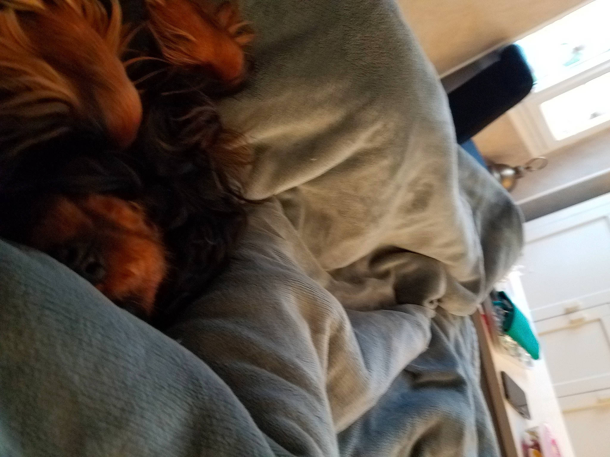 Torpille a rejoint le concours — aidez-le/la à gagner de superbes lots ! carnivore, comfort, companion_dog, dog, dog_breed, fawn, felidae, fur, human_leg, linens, liver, long_hair, nap, small_to_medium_sized_cats, sporting_group, tail, thigh, tree, whiskers, wood