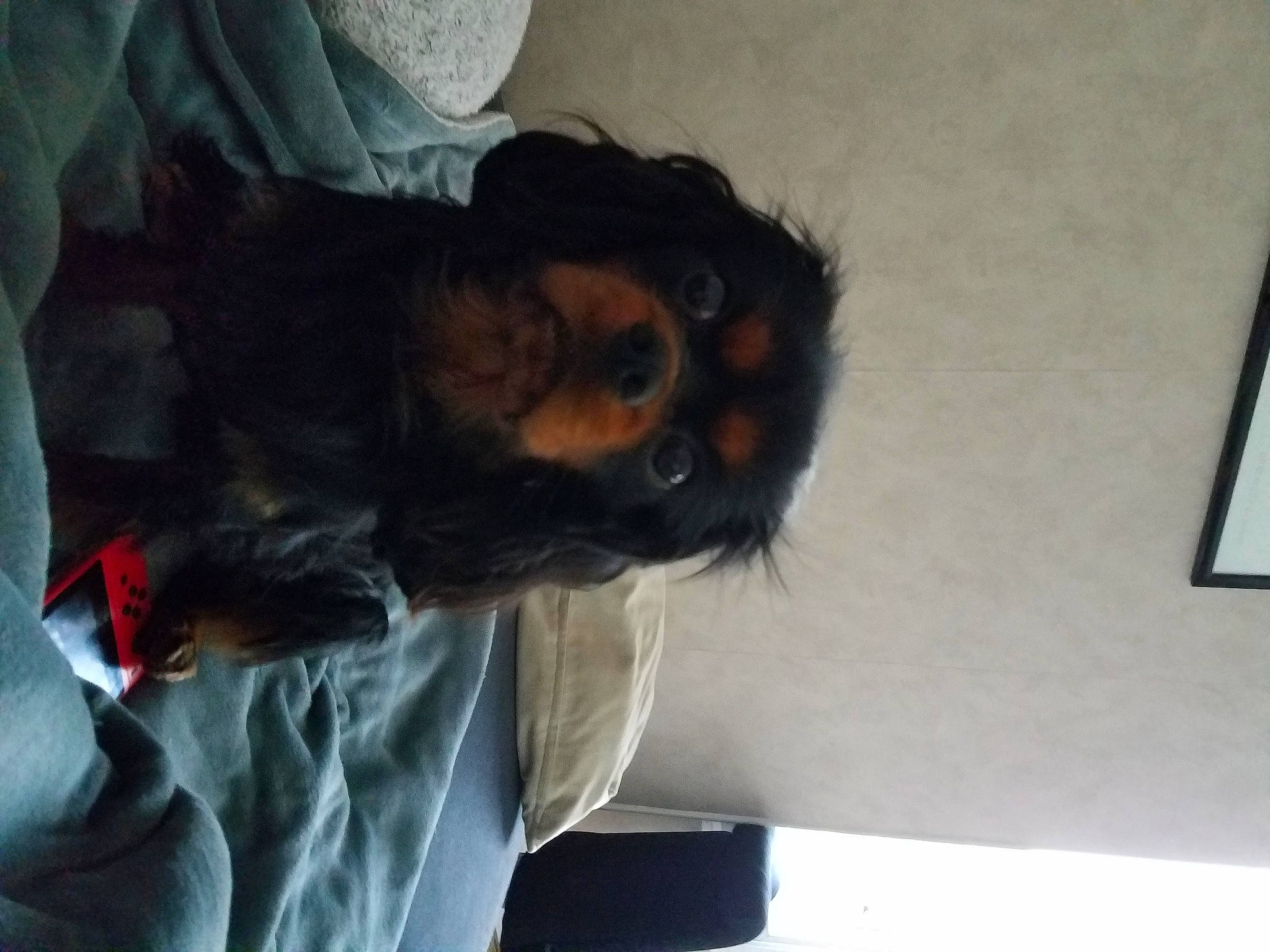 Torpille a rejoint le concours — aidez-le/la à gagner de superbes lots ! canidae, carnivore, comfort, companion_dog, dog, dog_breed, fawn, fur, liver, puppy, small_terrier, snout, sporting_group, toy_dog