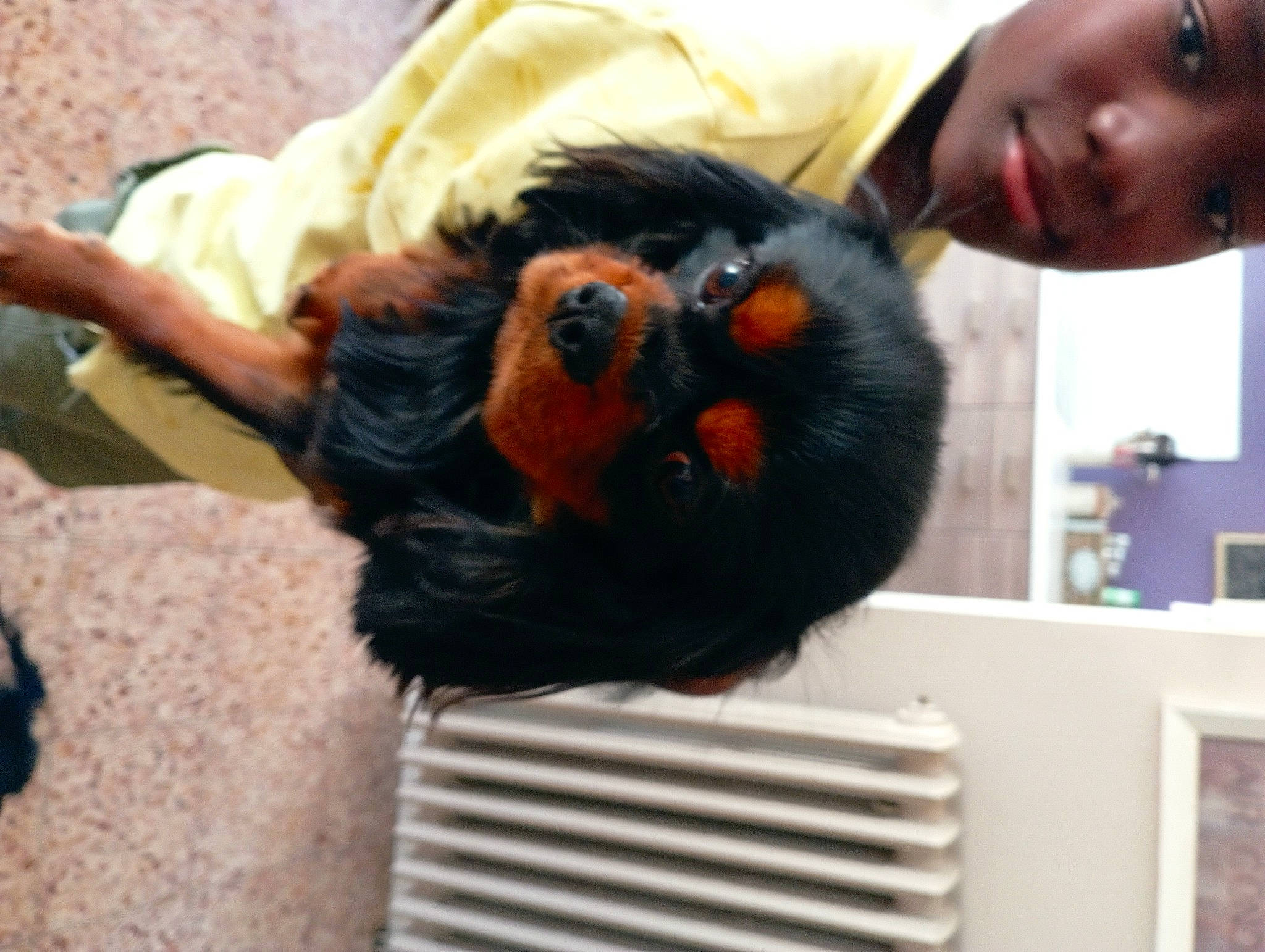 Torpille a rejoint le concours — aidez-le/la à gagner de superbes lots ! canidae, companion_dog, dog_breed, fun, fur, head, natural_material, nose, primate, snout, sporting_group, tail, thumb