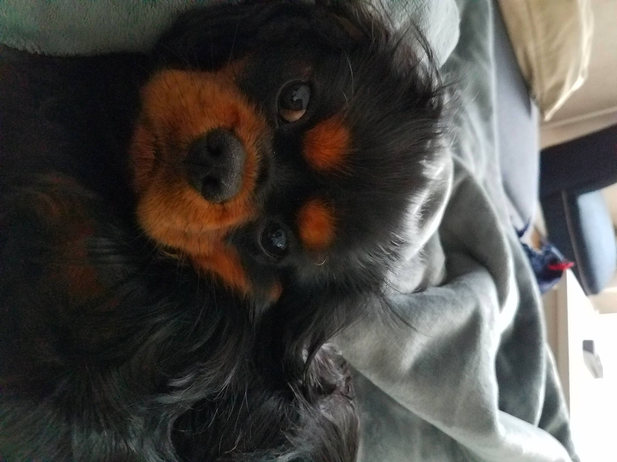 Torpille a rejoint le concours — aidez-le/la à gagner de superbes lots ! canidae, carnivore, comfort, companion_dog, dog, dog_breed, ear, fawn, fur, paw, puppy, puppy_love, small_terrier, snout, sporting_group, terrier, toy_dog, whiskers, working_animal, working_dog