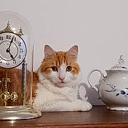 Sam participe au concours pour gagner de l'argent avec cette photo : cat, orange_and_white, fluffy, wooden_surface, vintage_clock, glass_dome, porcelain_teapot, tabletop, curious, pet, indoor, still_life, decor, antique, relaxed, feline, close_up, domestic, quiet, calm