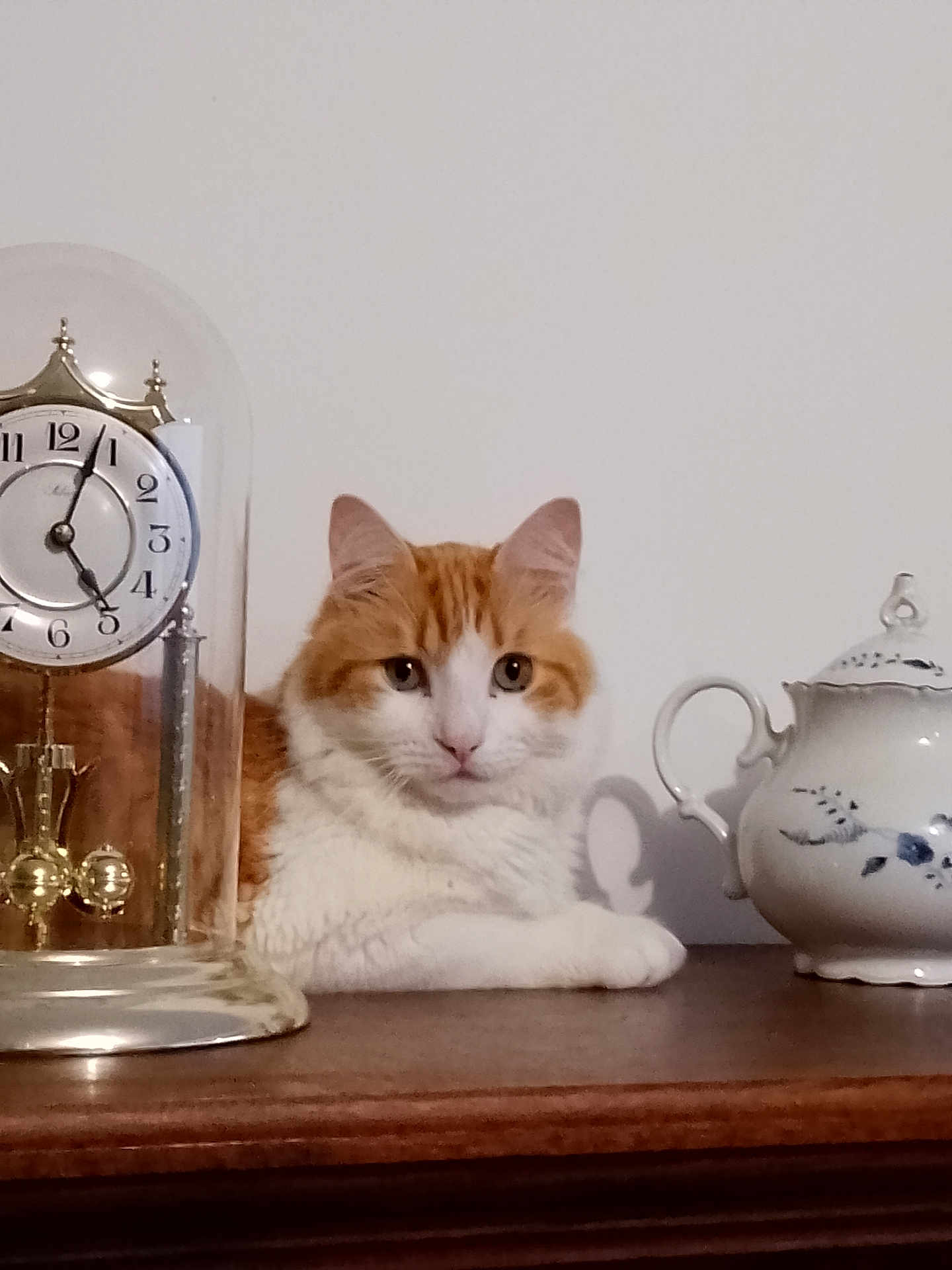 Sam participe au concours pour gagner de l'argent avec cette photo : cat, orange_and_white, fluffy, wooden_surface, vintage_clock, glass_dome, porcelain_teapot, tabletop, curious, pet, indoor, still_life, decor, antique, relaxed, feline, close_up, domestic, quiet, calm