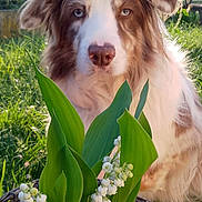 Lakota a rejoint le concours — aidez-le/la à gagner de superbes lots ! dog, pet, animal, outdoor, greenery, flower, plant, garden, nature, sunlight, fur, closeup, brown_and_white, ears, nose, eyes, grass, basket, spring, outdoors