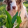 dog, pet, animal, outdoor, greenery, flower, plant, garden, nature, sunlight, fur, closeup, brown_and_white, ears, nose, eyes, grass, basket, spring, outdoors