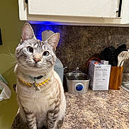 Junior is registered to the contest to win money with this photo: cat, kitten, pet, indoor, kitchen, countertop, curious, feline, domestic_animal, collar, whiskers, ears, fur, animal, household, appliance, utensils, container, background, light