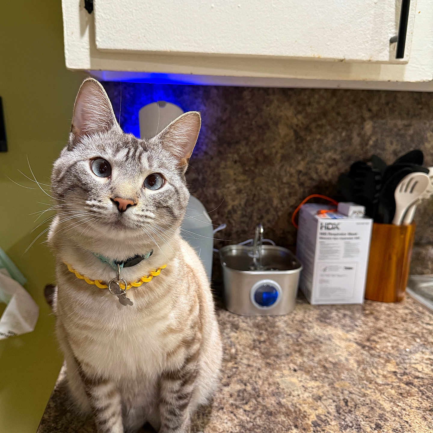 Junior is registered to the contest to win money with this photo: cat, kitten, pet, indoor, kitchen, countertop, curious, feline, domestic_animal, collar, whiskers, ears, fur, animal, household, appliance, utensils, container, background, light