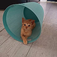 Pitsy a rejoint le concours — aidez-le/la à gagner de superbes lots ! animal, basket, cat, curious, cute, domestic_cat, ears, feline, floor, indoor, kitten, looking, orange_cat, pet, plastic_basket, playful, relaxed, small_animal, whiskers, wooden_floor