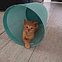 animal, basket, cat, curious, cute, domestic_cat, ears, feline, floor, indoor, kitten, looking, orange_cat, pet, plastic_basket, playful, relaxed, small_animal, whiskers, wooden_floor
