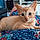 Pitsy
