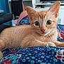 Pitsy participe au concours pour gagner de l'argent avec cette photo : animal, blue, cat, closeup, couch, cute, domestic_cat, eyes, fur, indoor, kitten, mammal, orange_tabby, patterned_fabric, paw, pet, red, relaxed, whiskers, young